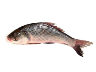 KATAL FISH