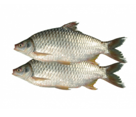 PUTI FISH