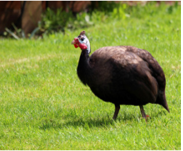 LIVE GUINEA HENS