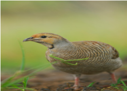 LIVE QUAIL