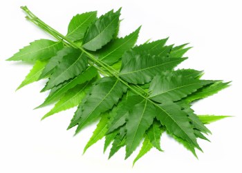 Leaves Neem EACH PACK