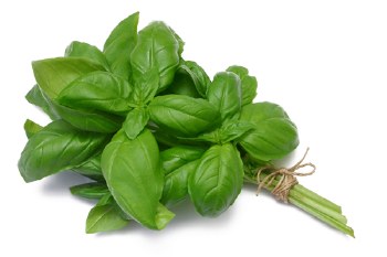 Basil Italian Bunch