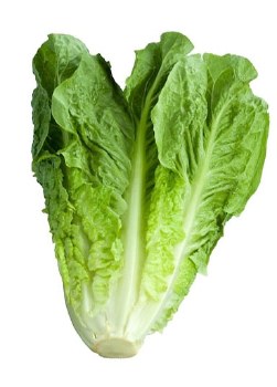 Lettuce Romaine EACH