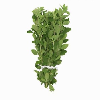 Oregano Herb Bunch EACH