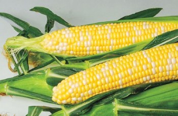 Corn Yellow EA