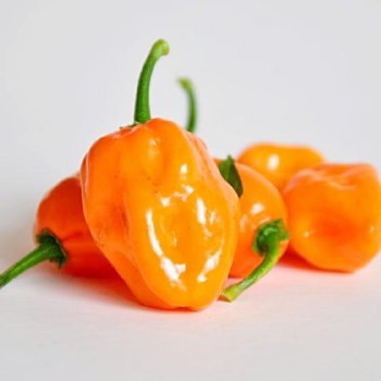 HABANERO ORANGE PER LB