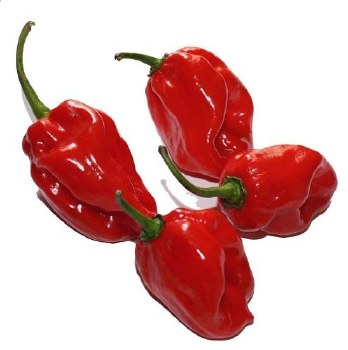 HABANERO RED PER LB