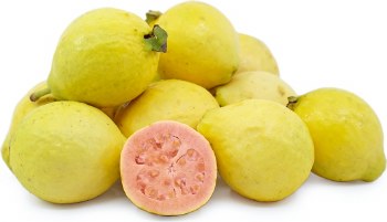 Guava Baby PER LB