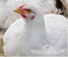 CUCKOO MARANS