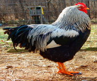 SILVER SPANGLED HAMBURGS