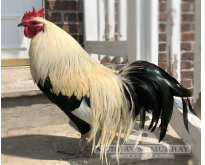 SINGLE COMB BROWN