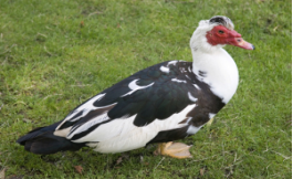 Muscovy Ducks 