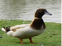 Campbell Ducks