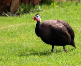 Guinea Hens 