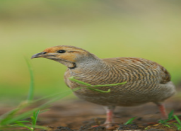 Quail 