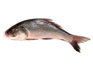 KATAL FISH